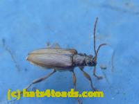 /home//u458753944/public_html/sourcegallery///////////////Insects and small critters/beetles (Coleoptera)/P1070826.JPG